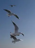 IMGP7223.webp