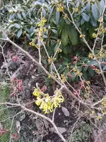 2015-02-19 Hamamelis gelb.webp