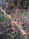 2015-02-19 Hamamelis rot.jpg