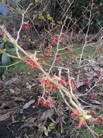 2015-02-19 Hamamelis rot.webp