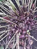 2015-02-19 Lenzrosen.webp