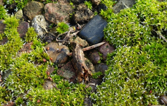 green (13).webp
