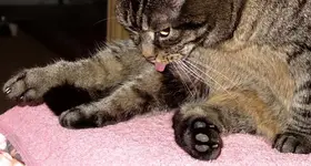 pink (4).webp