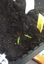 Tomaten1.webp
