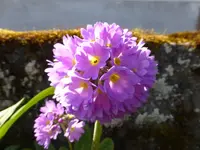 P1010336.webp