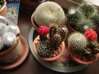 005.webp