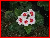 057.webp