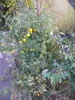 k-Tomate spät.webp k-Tomate spät.webp