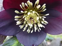 P1280127.webp