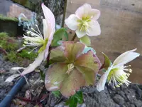 P1280143.webp