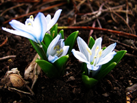 Frühling 21.02.15.webp
