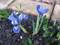 Frühlingsblümchen 21.02.15.webp