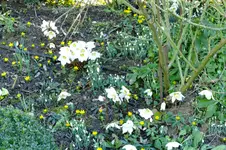DSCF2599.webp
