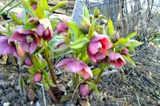 DSCF2604.webp