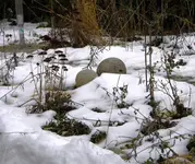 DSCN7131.webp