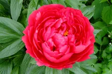 DSCF1656.webp