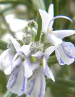 DSCN6994.webp