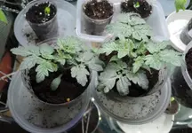 DSCN4302.2.webp