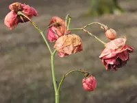 DSCN0201.webp