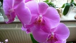 K800_P1160288.webp