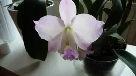 K800_P1160292.webp