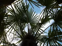 045.webp