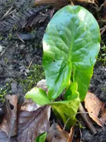 P1050400.webp P1050400.webp