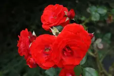 DSC00770.webp