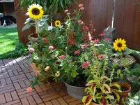 Terrasse Sommer 10.webp