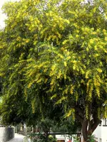 IMG_4005-002.webp