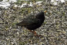 DSCN8277.webp