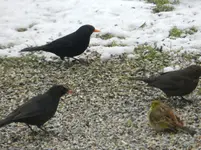 DSCN8332.webp