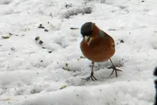 DSCN8431.webp