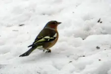 DSCN8433.webp