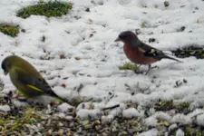 DSCN8444.webp