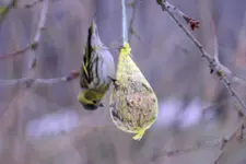 Erlenzeisig_0011.webp