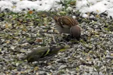 Erlenzeisig_0015.webp