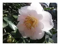 035.webp