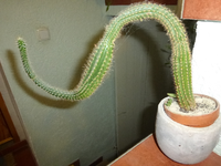 P1280102.webp