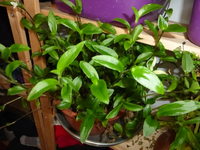 P1280113.webp