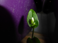 P1280110.webp