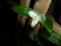 P1280112.webp