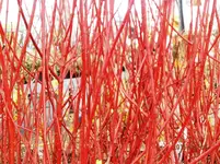 P2040336.webp