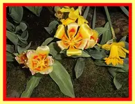 073.webp