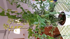 20150222_105953.webp