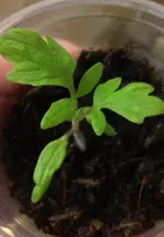 Tomate1Paprika.webp