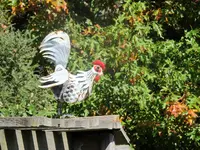 IMG_7968v.jpg