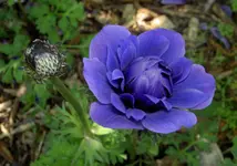 Oktober 2009 Gardenclub 113v.webp