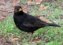 IMG_0856v.webp