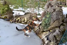 Mieze_0007.webp